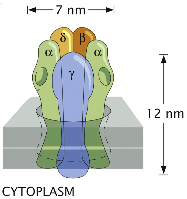 nicotinic_acetylcholine_receptor_schematic.png