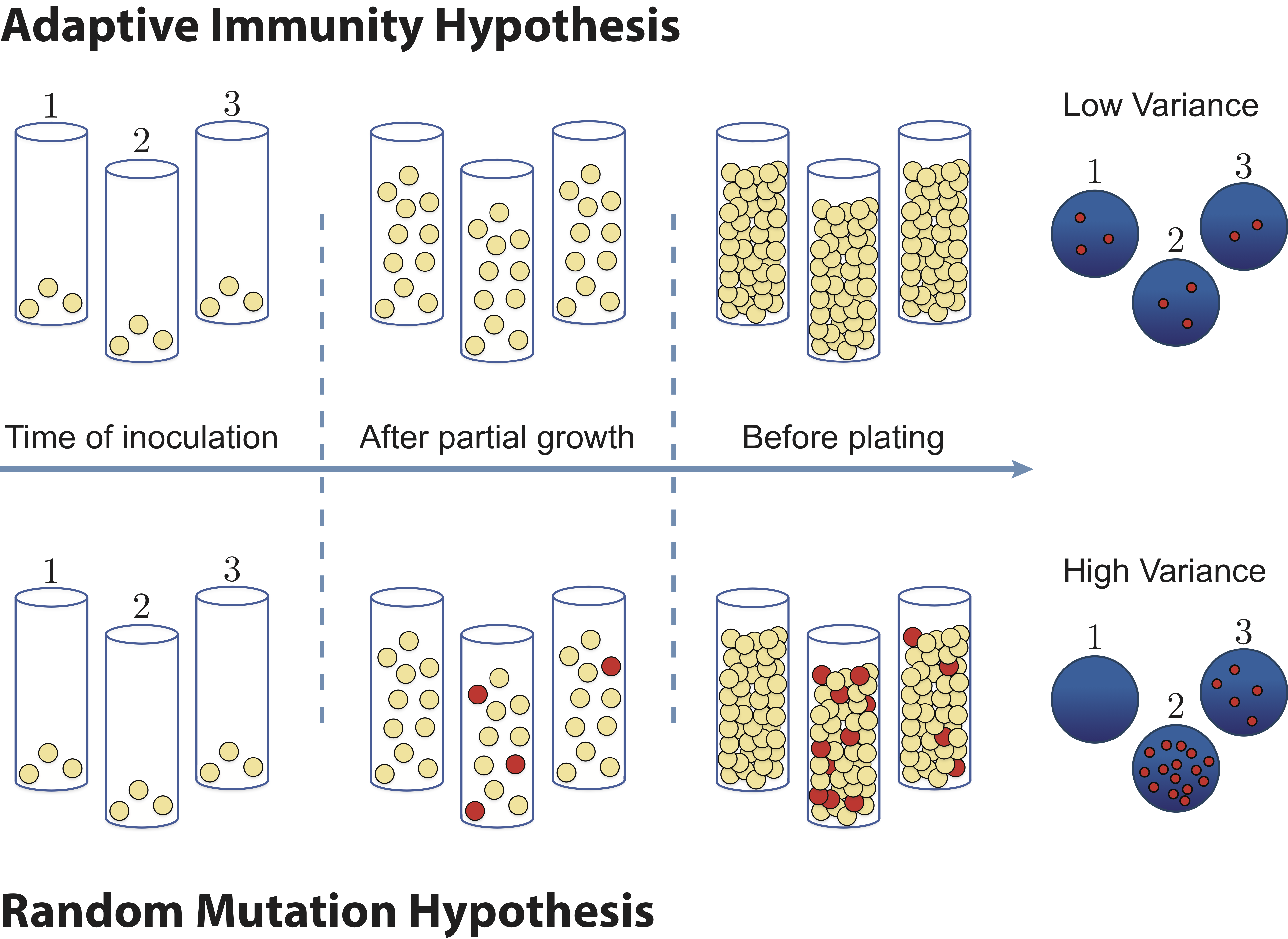 Competing hypotheses of Luria-Delbruck experiment